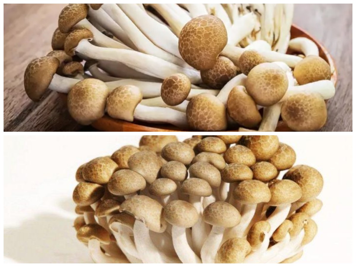Kenali Jamur Shimeji dan 8 Keuntungannya untuk Tubuh Sehat!