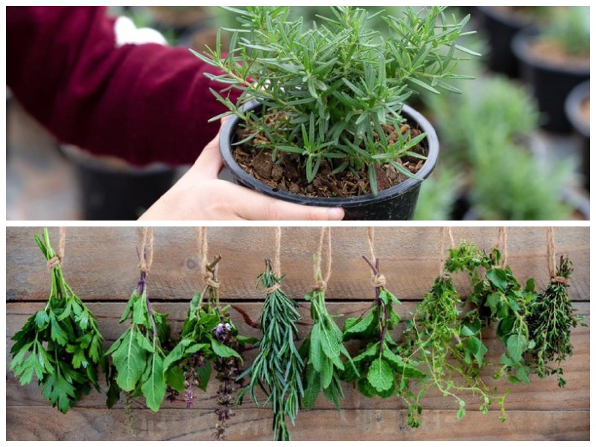 Rahasia Herbal untuk Memacu Kecerdasan Otak Secara Alami