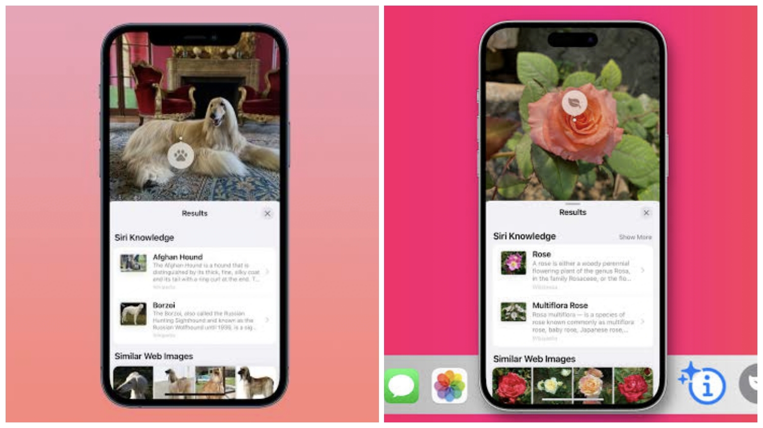 Bukan Sekadar Foto, Cara Pakai Visual Lookup di iPhone untuk Cari Info Instan