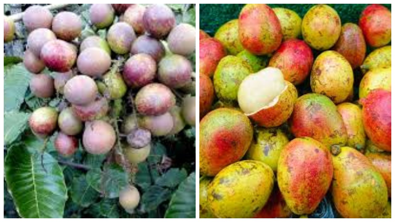 4 Keuntungan Buah Matoa yang Harus Diketahui