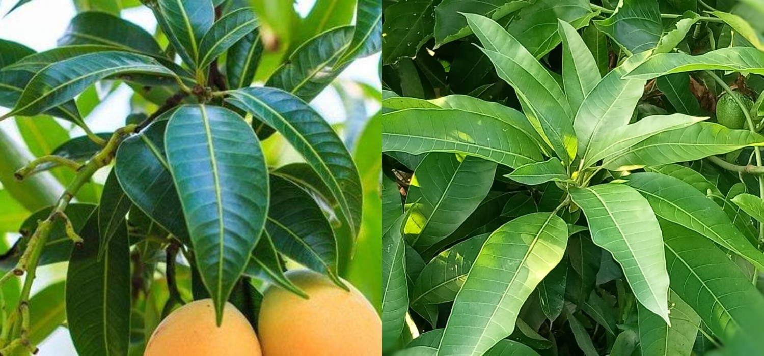 Ketahui Ragam Manfaat Daun Mangga untuk Kesehatan