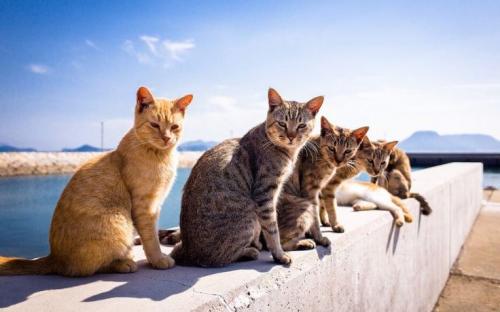 Fakta Pulau Kucing Aoshima, Populasi Manusianya Kalah Banyak Sama Kucing!