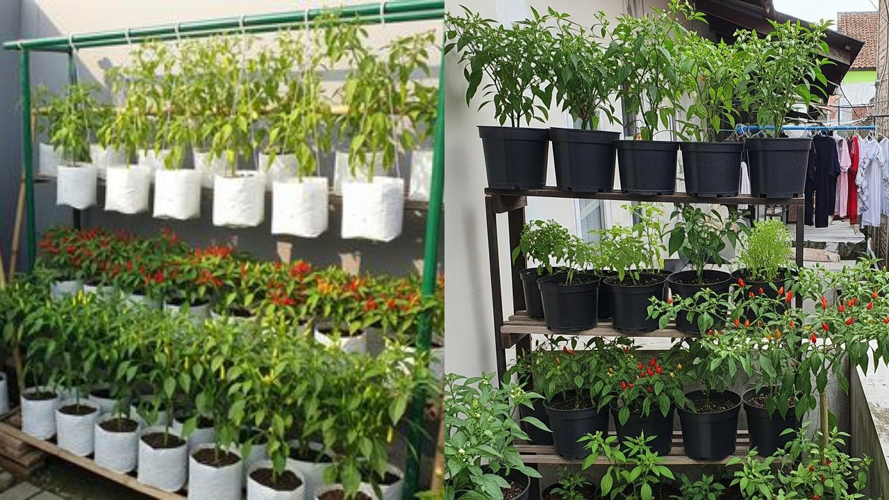 Ide Kebun Cabai Rawit di Rumah Tanpa Halaman, Tetap Bisa Panen Sendiri!