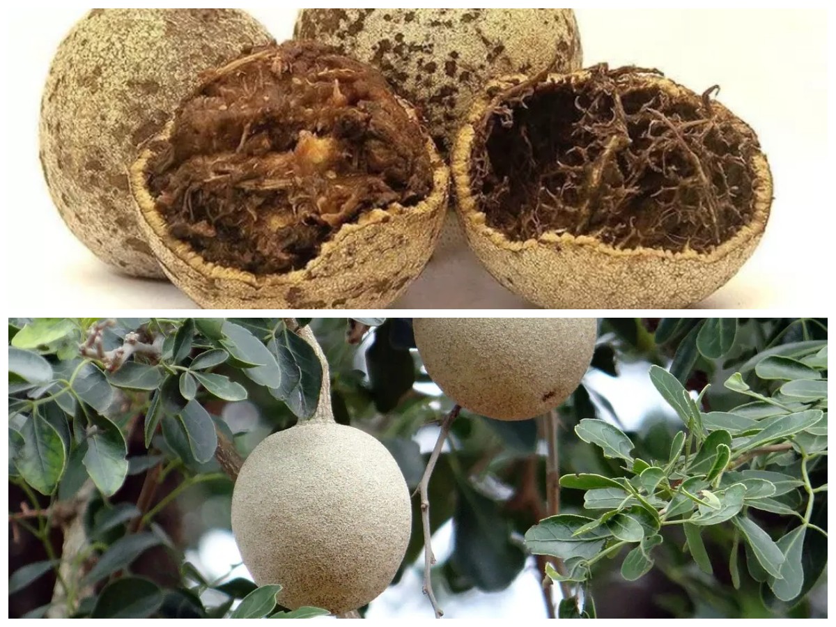 Mengenal 8 Manfaat Buah Kawista, Si Buah Unik yang Kaya Nutrisi untuk Kesehatan