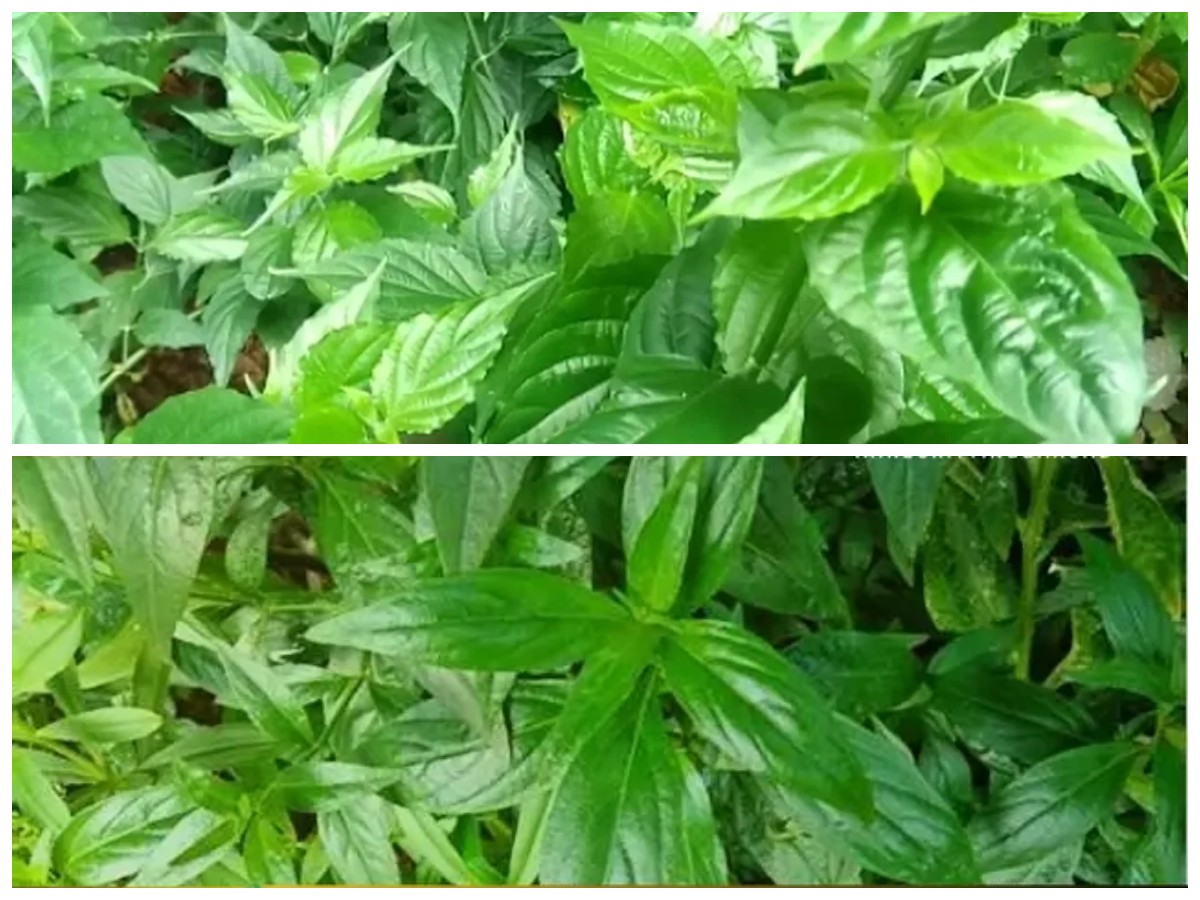 Tak Banyak yang Tahu, Daun Dandang Gendis Ternyata Punya Khasiat Luar Biasa!