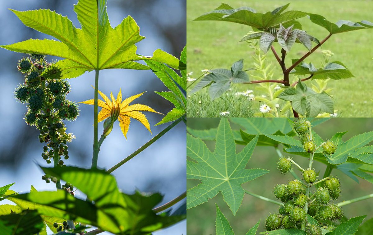 Kamu Tahu kan Daun Jarak? Inilah 7 Manfaat Daun Jarak, Baik untuk Pencernaan dan Kesehata Kulit!
