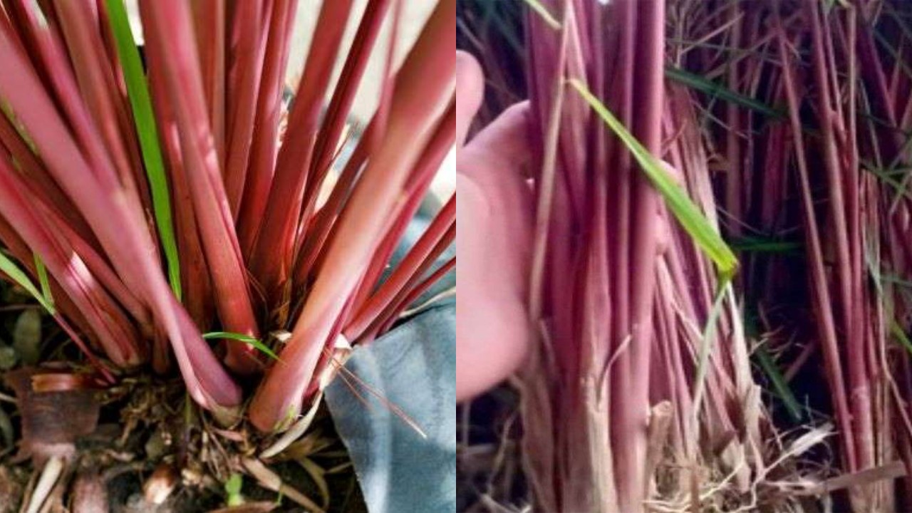 Simak Inilah Sereh Merah, Ketahui Manfaat dan Cara Mengolahnya!