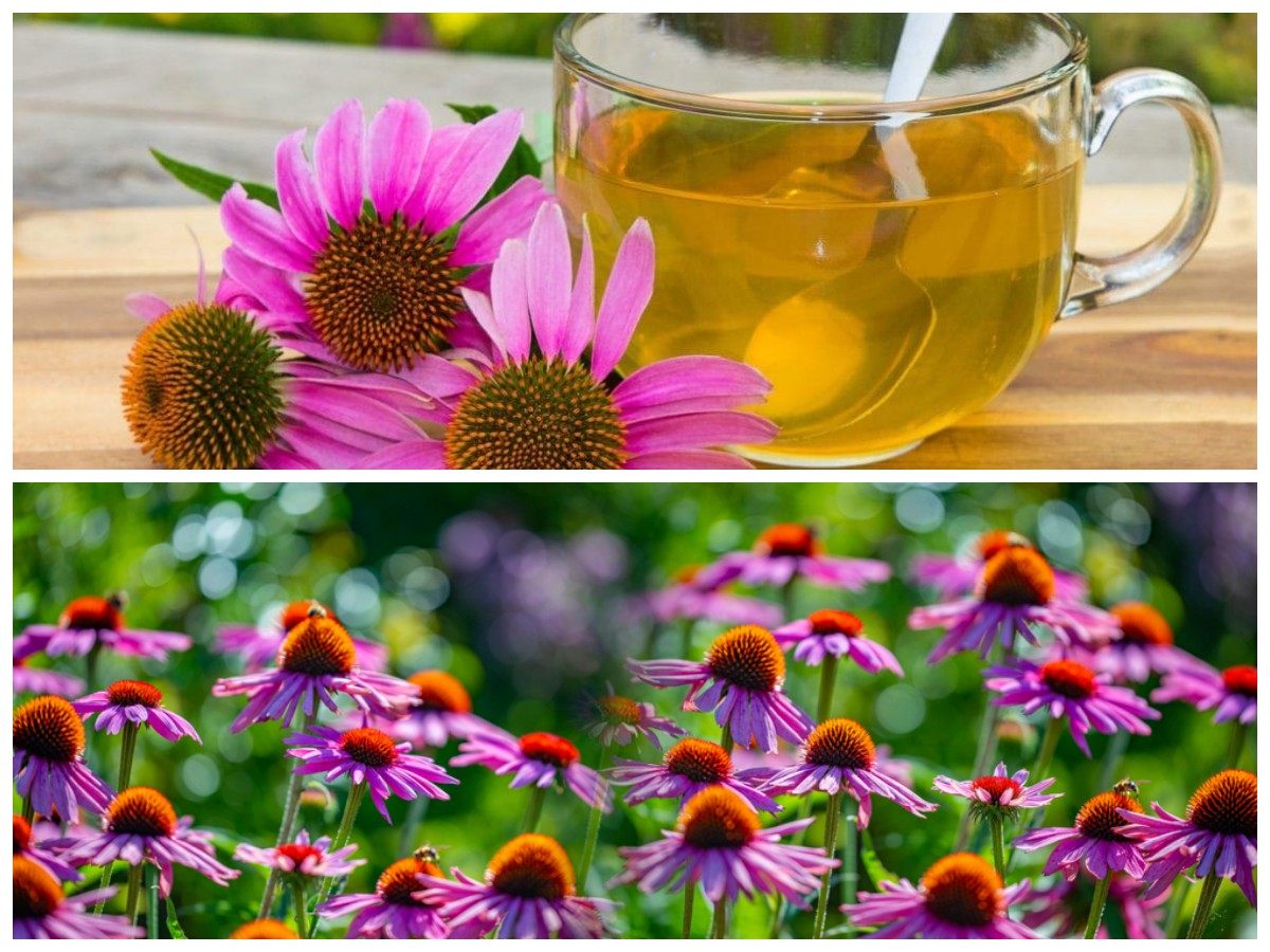 Rahasia Kesehatan dengan Echinacea: Perkuat Imunitas, Redakan Radang, dan Lindungi Tubuh Anda!