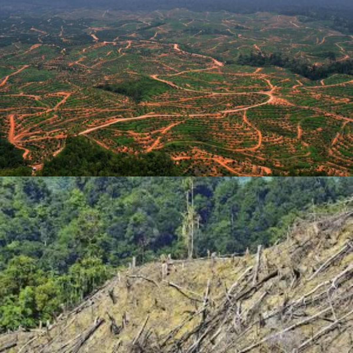 Mengapa Hutan Kalimantan Terus Dibabat? Apa Dampaknya bagi Masa Depan Kita?