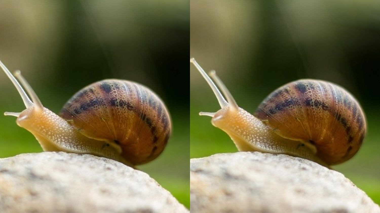 Inilah Kandungan Nutrisi Dan Manfaat Bekicot Untuk Kesehatan Kamu Harus Tahu! 