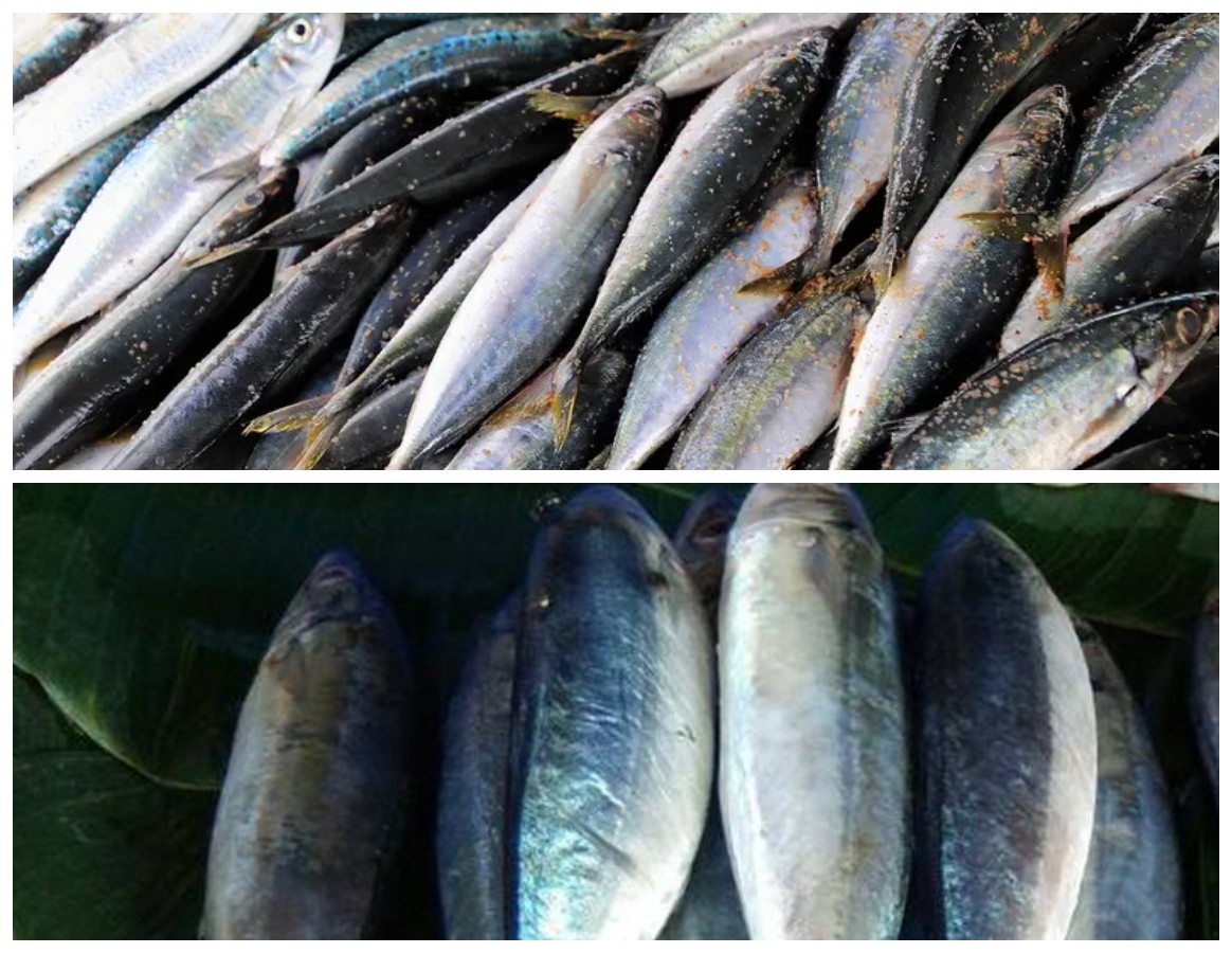 Kenali Ikan Kembung! Sumber Omega-3 dan Vitamin yang Baik untuk Jantung dan Imunitas