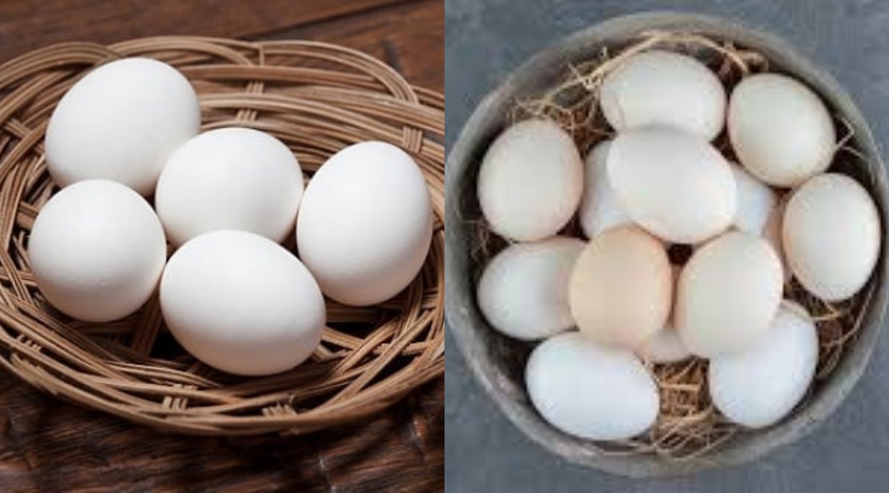 Yuk Simak! Ini Manfaat Telur Ayam Kampung Untuk Kesehatan Yang Luar Biasa