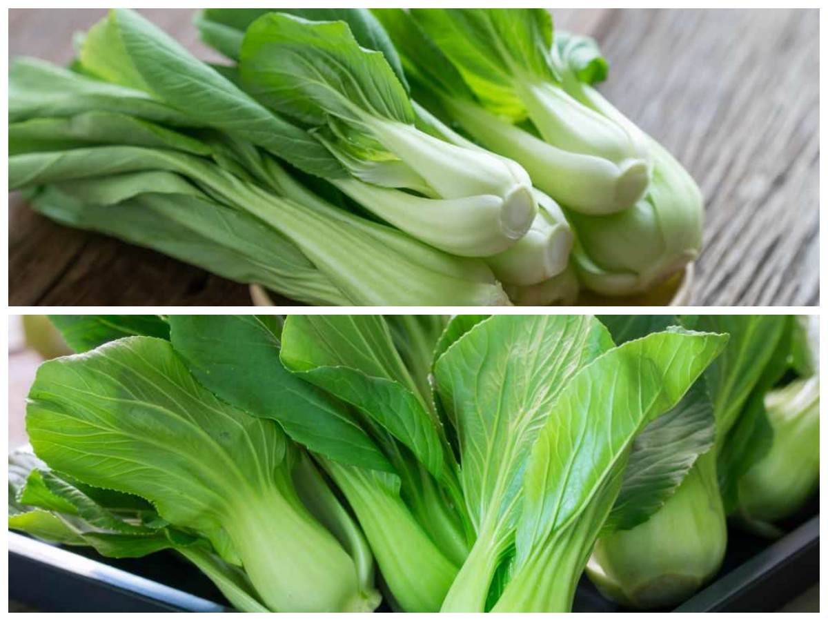 Mengenal 8 Manfaat Pakcoy, Sayuran Hijau Kaya Nutrisi untuk Kesehatan