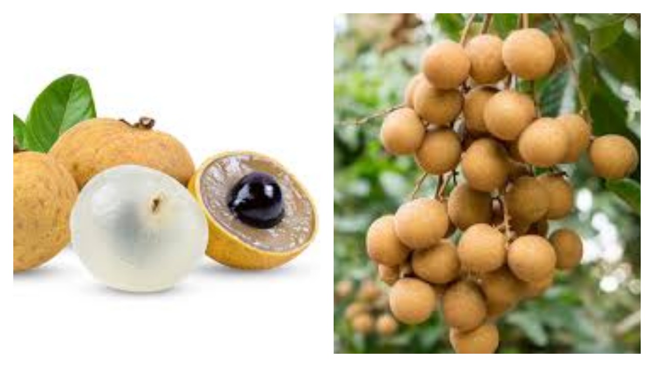 Manfaat dan Kandungan Gizi Buah Kelengkeng