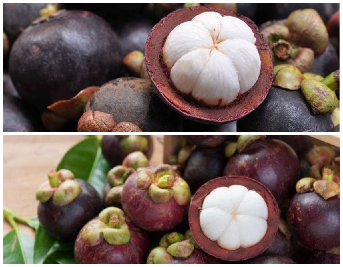 Ketahui 5 Manfaat Buah Manggis untuk Kesehatan, dari Antioksidan hingga Pencernaan!