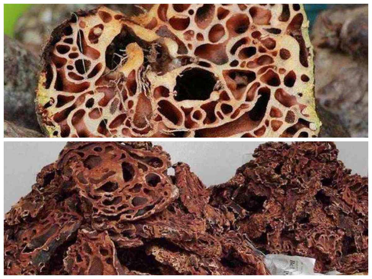 7 Khasiat Sarang Semut untuk Kesehatan Tubuh yang Wajib Diketahui