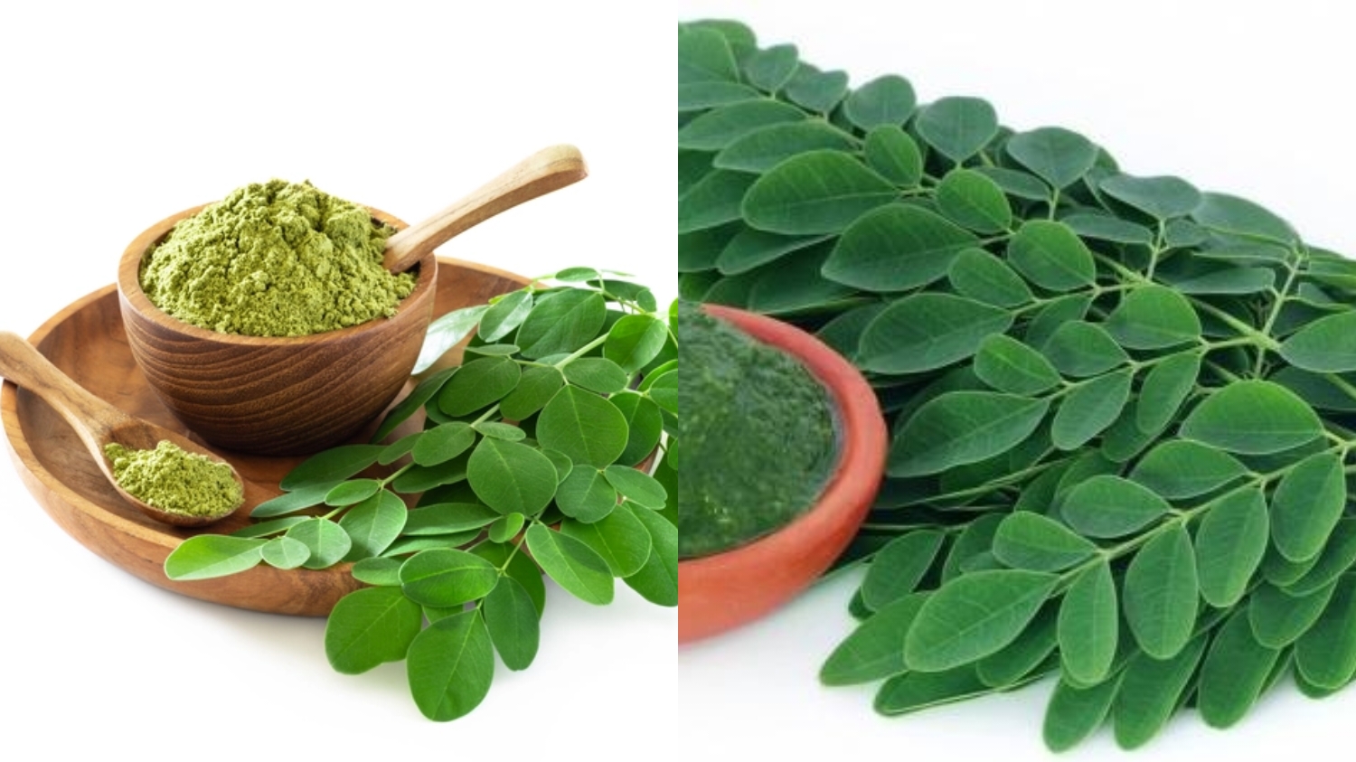 Manfaat Rebusan Daun Kelor Untuk Kesehatan Tubuh: Dari Mengontrol Gula Darah Dan Menurunkan Tekanan Darah