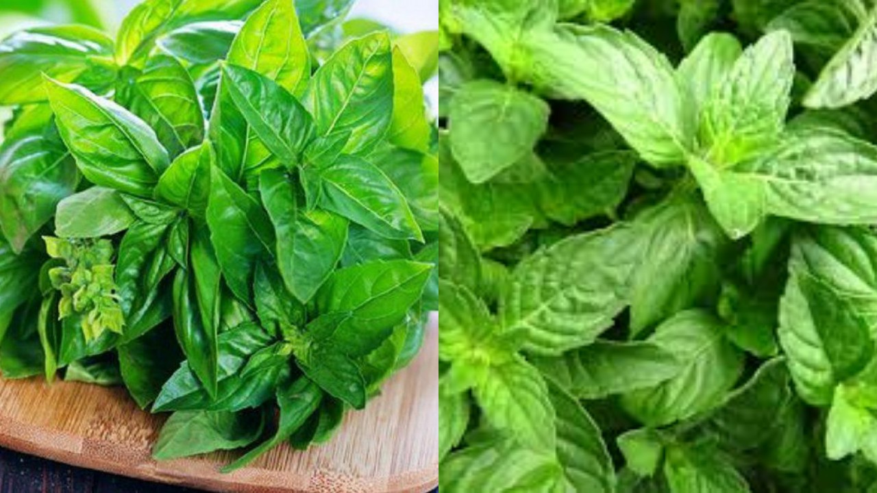 Inilah Sebuah Manfaat Daun Kemangi, Yang Wajib Kalian Tahu!