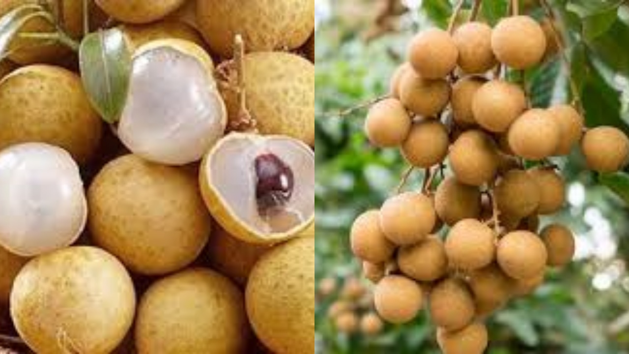 Inilah 7 Manfaat Buah Kelengkeng Untuk Kesehatan Tubuh Yang Luar Biasa!	