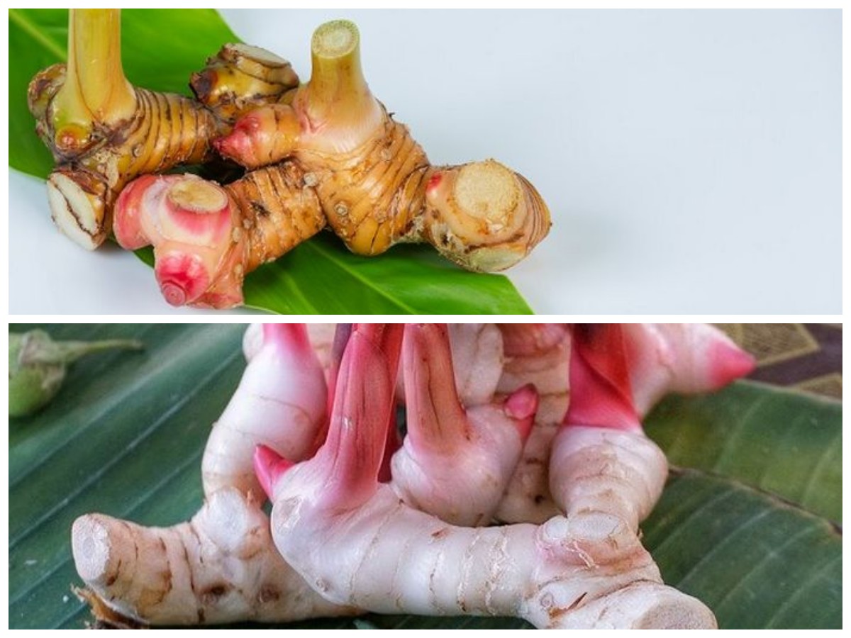 Manfaat Tersembunyi Lengkuas, Ampuh Bantu Lawan Masuk Angin hingga Flu