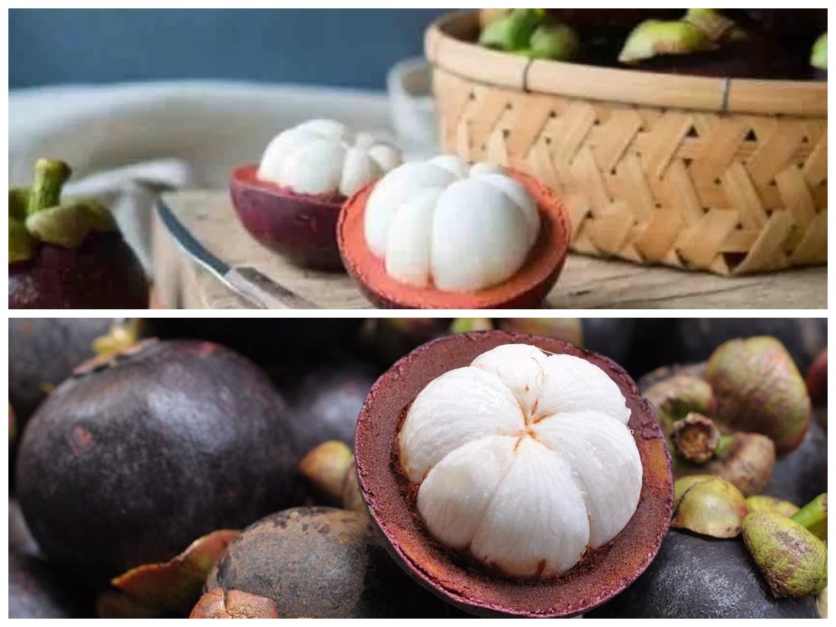Manfaat Buah Manggis untuk Kesehatan: Tingkatkan Imunitas dan Jaga Jantung