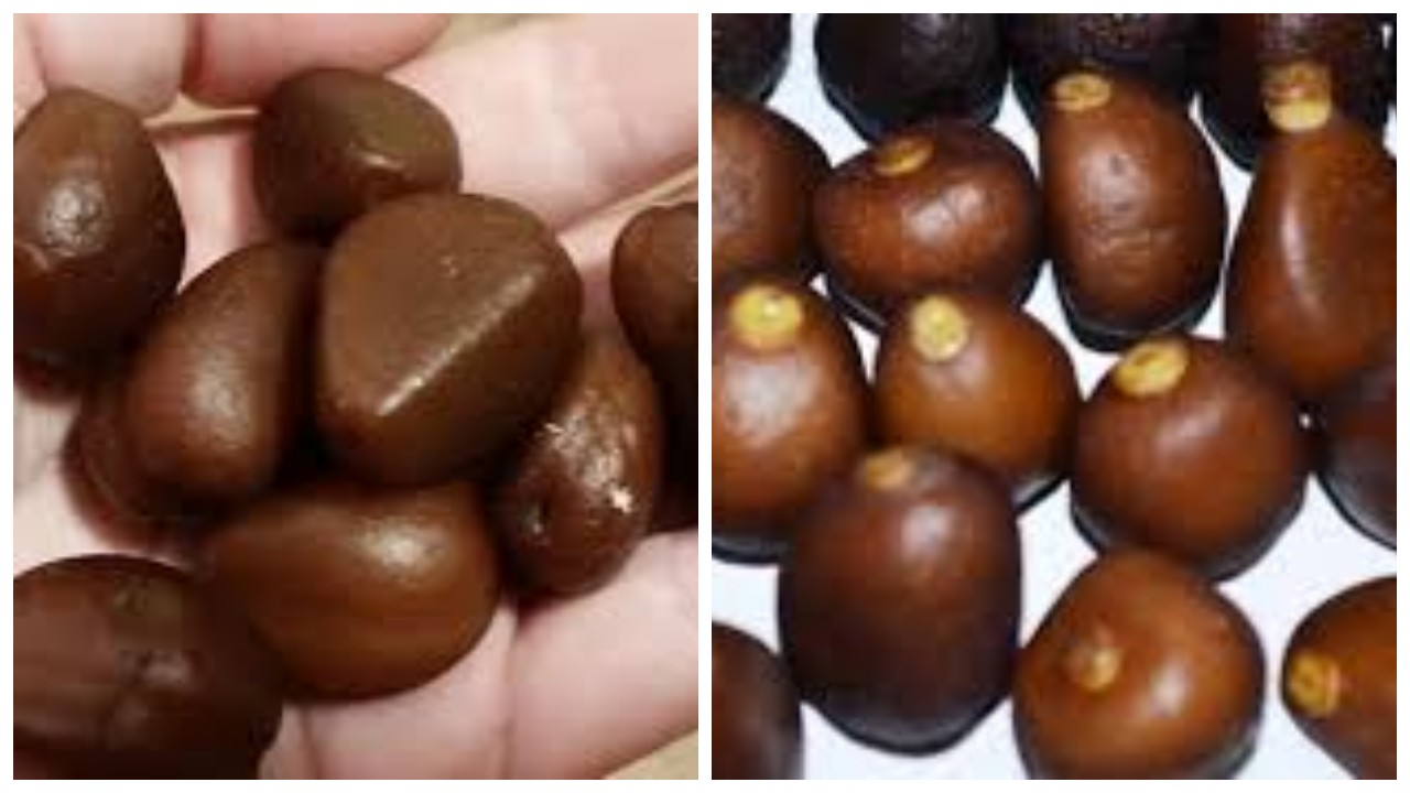 Banyak Orang yang Tidak Mengetahui Kegunaan Biji Salak untuk Kesehatan, Baik untuk Menjaga Kesehatan Tulang !