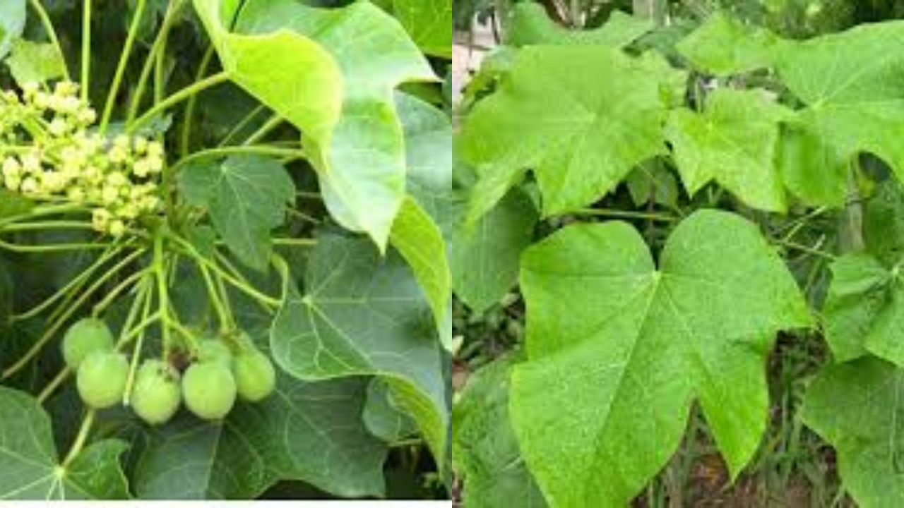 Yuk Intip! Manfaaat Daun Jarak Untuk Kesehatan Yang Jarang Diketahui