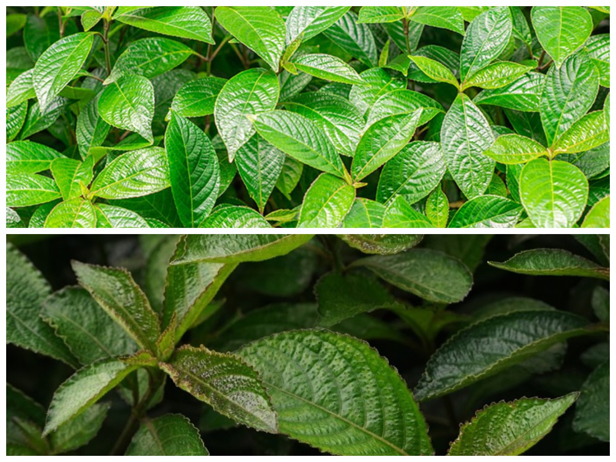  Manfaat Daun Keji Beling untuk Kesehatan Tubuh dan Tips Konsumsi Aman