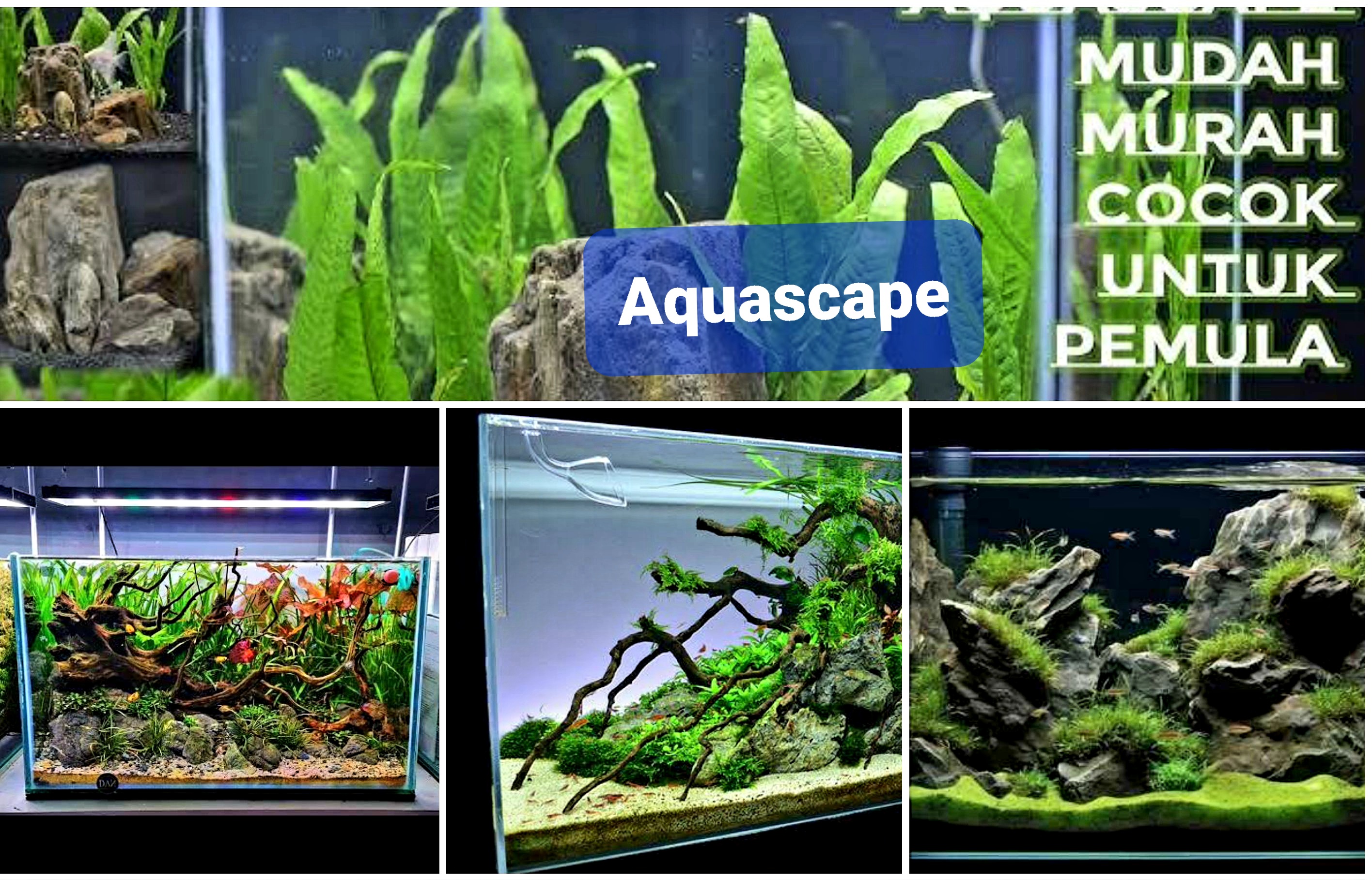 Super Mudah dan Murah. 5 Inspirasi Aquascape Bagi Scaper Pemula