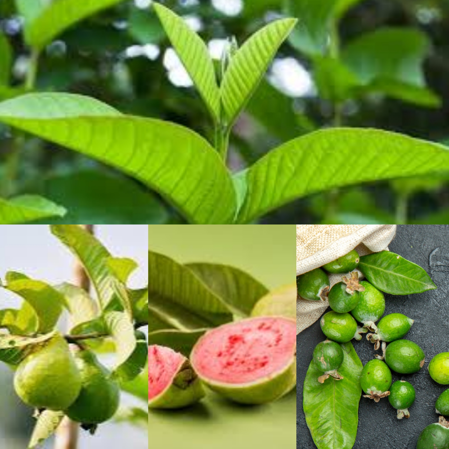 Ternyata Daun Jambu Biji Dapat Meredakan Nyeri Haid Loh!