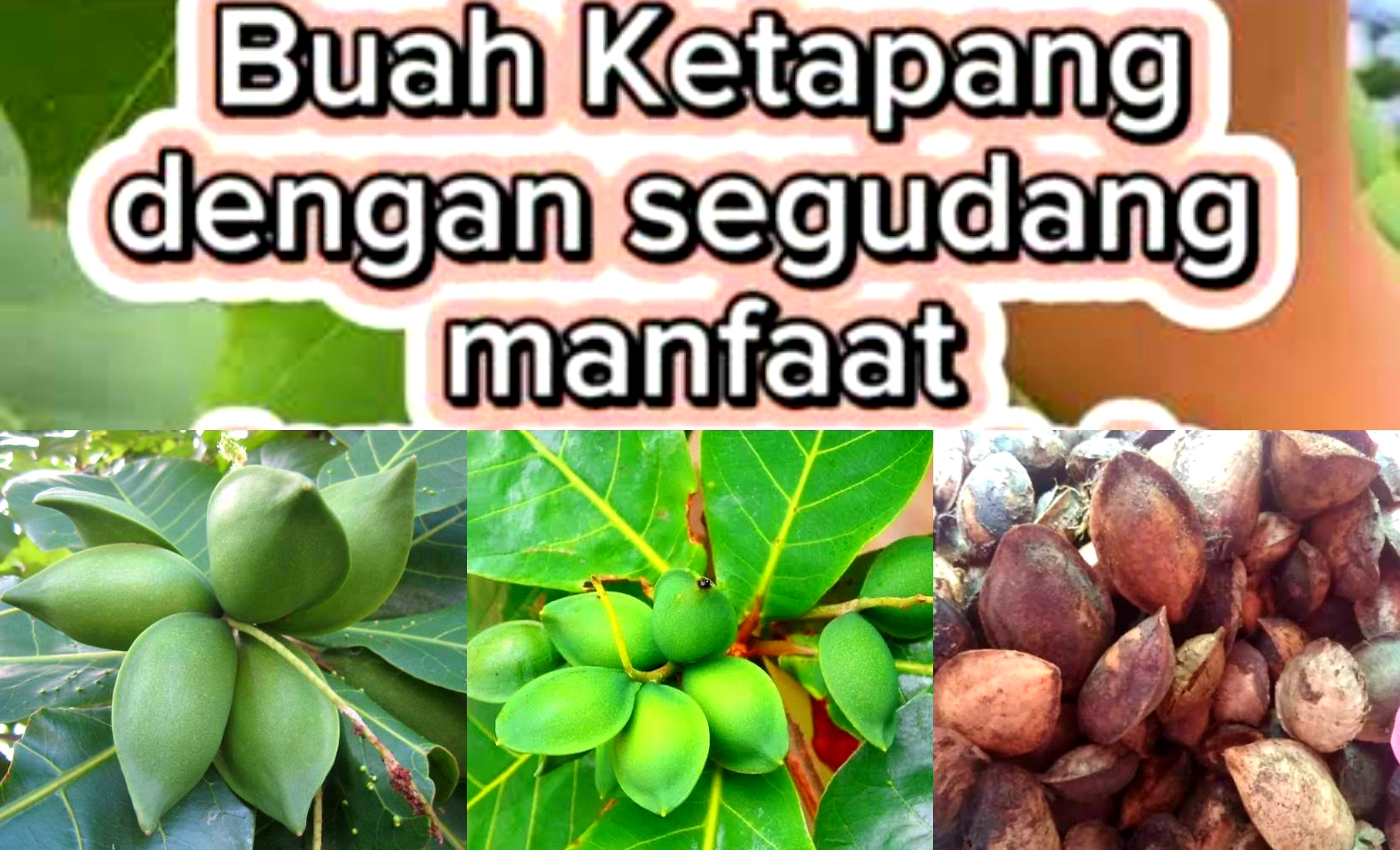 Dari Buah, Daun dan Batang Ketapang yang Ternyata Bagus Untuk Kesehatan dan Kecantikan