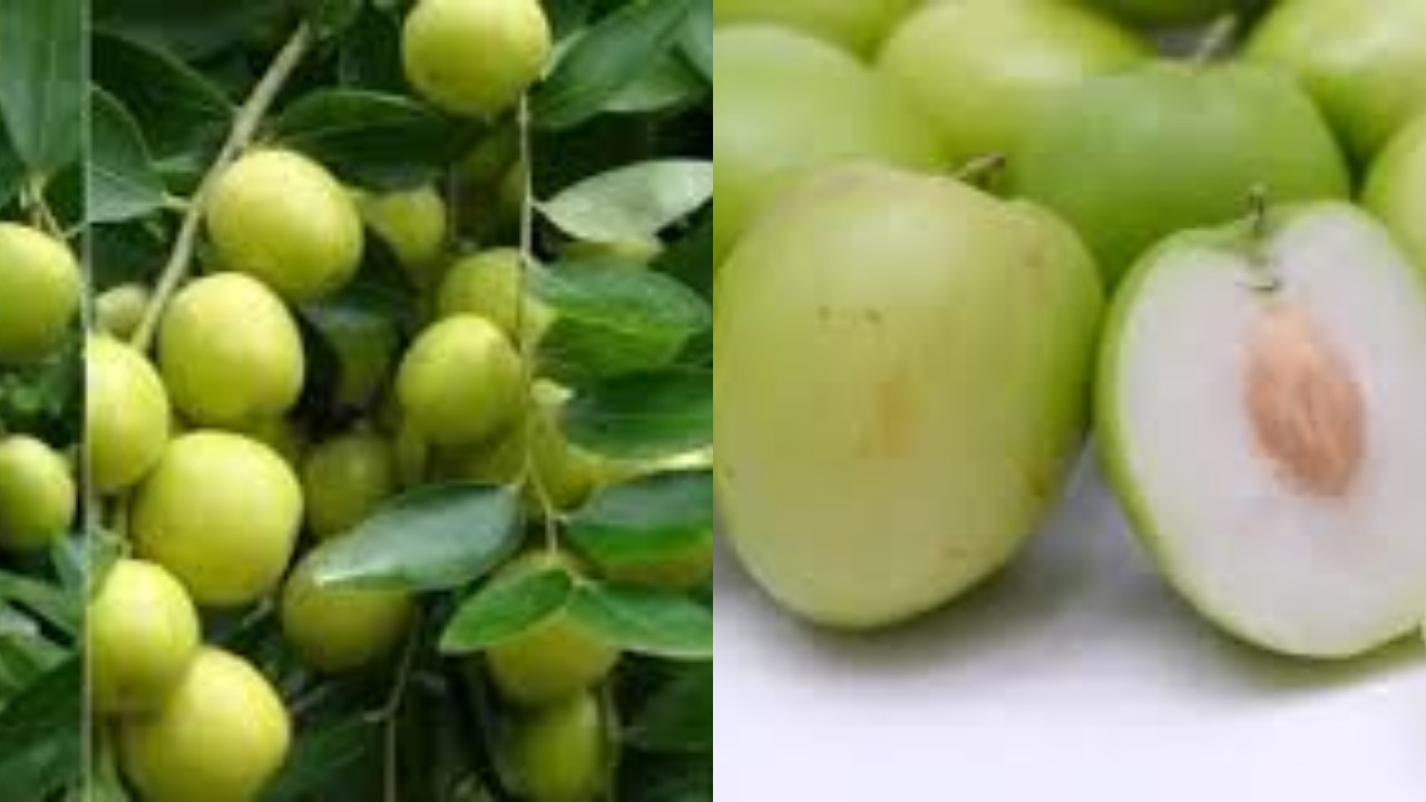 Ketahui 7 Kegunaan Buah Bidara untuk Kesehatan Tubuh