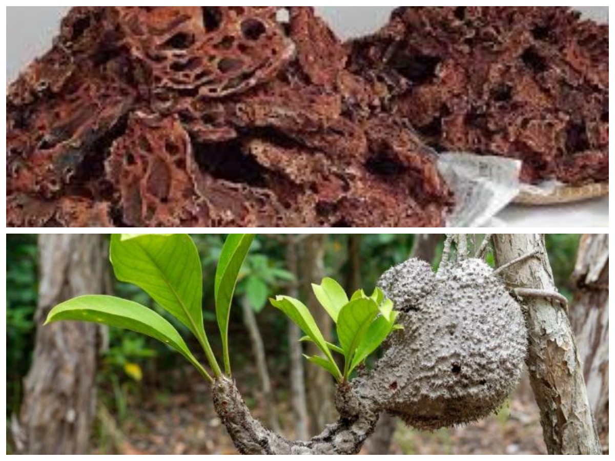 Wajib Tahu! Ini 7 Manfaat Sarang Semut yang Baik untuk Kesehatan Tubuh