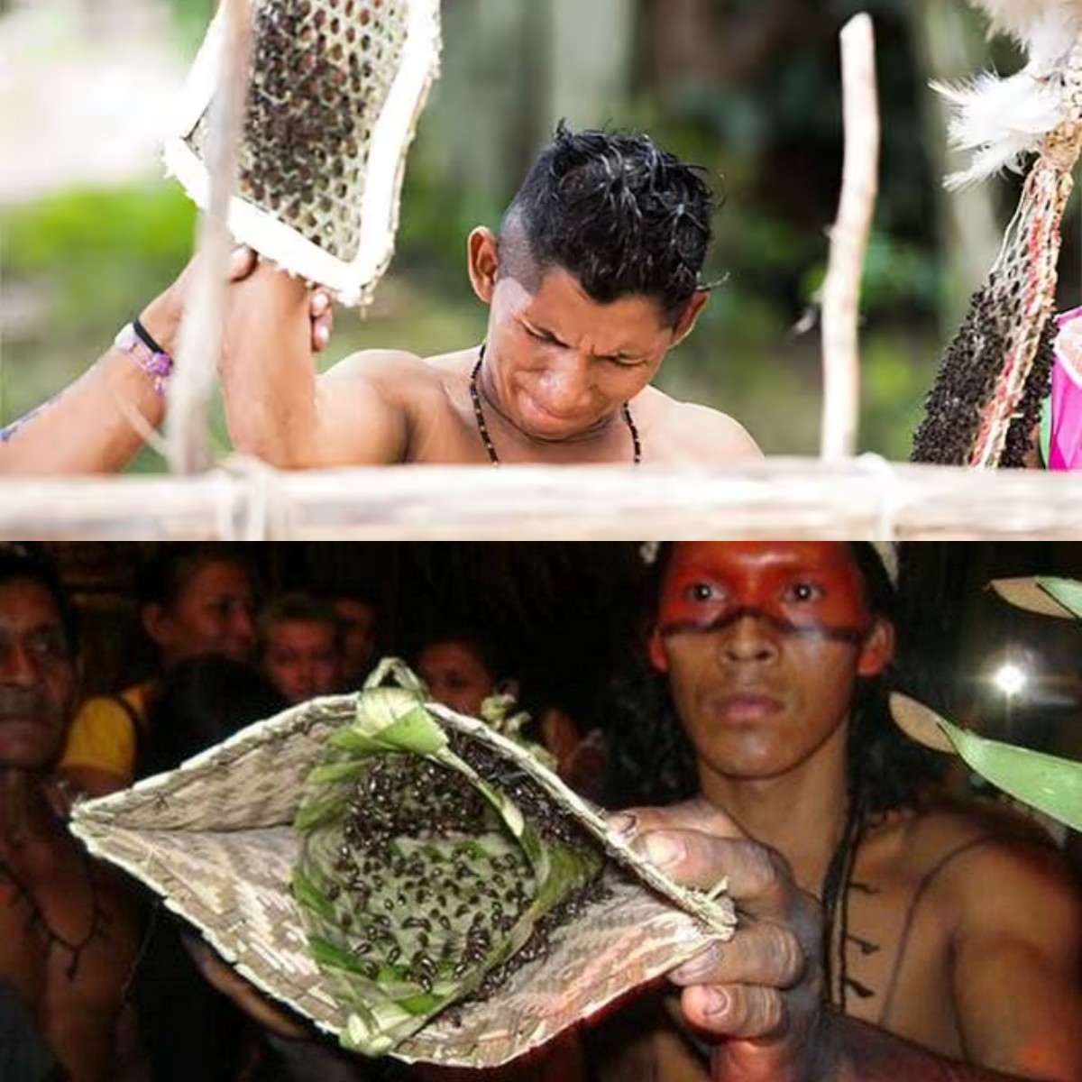 Siapa yang Berani Menghadapi Tes Keberanian Suku Satere Mawe? Jangan Coba Jika Tak Siap!