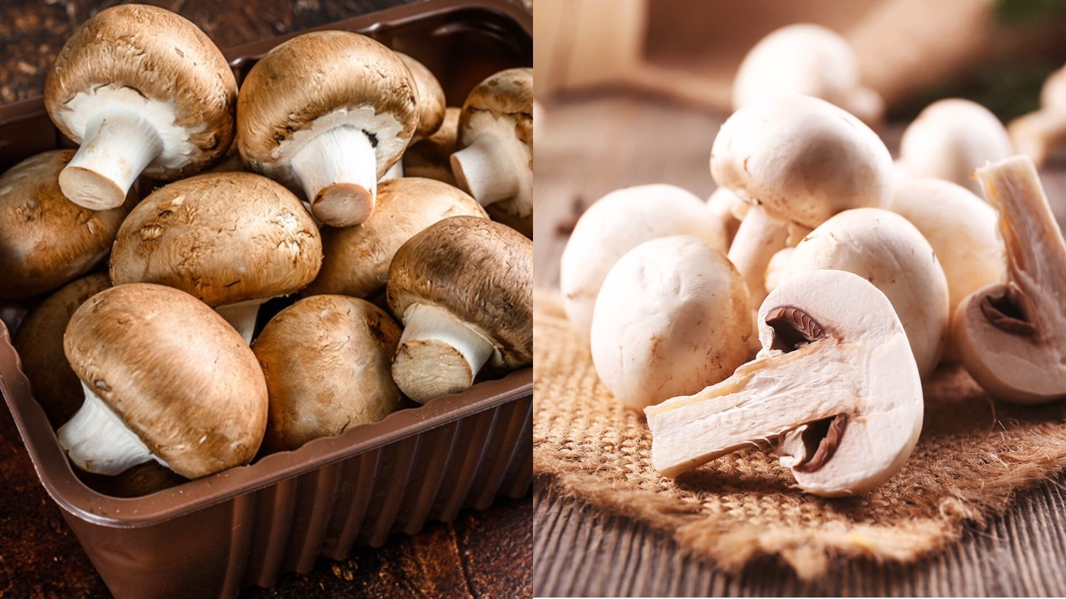 Mengandung Vitamin D Inilah Manfaat Jamur Yang Harus Kalian Ketahui! 