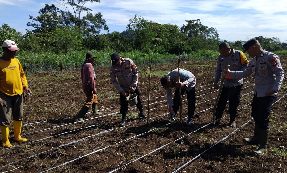 Dukung Swasembada Pangan 2025, Polsek Dempo Tengah Tanam Jagung