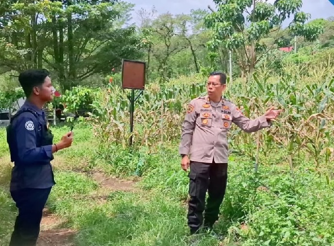 Budidayakan Jagung 98 Hektar, Polres Pagar Alam Dukung Ketahanan Pangan Nasional