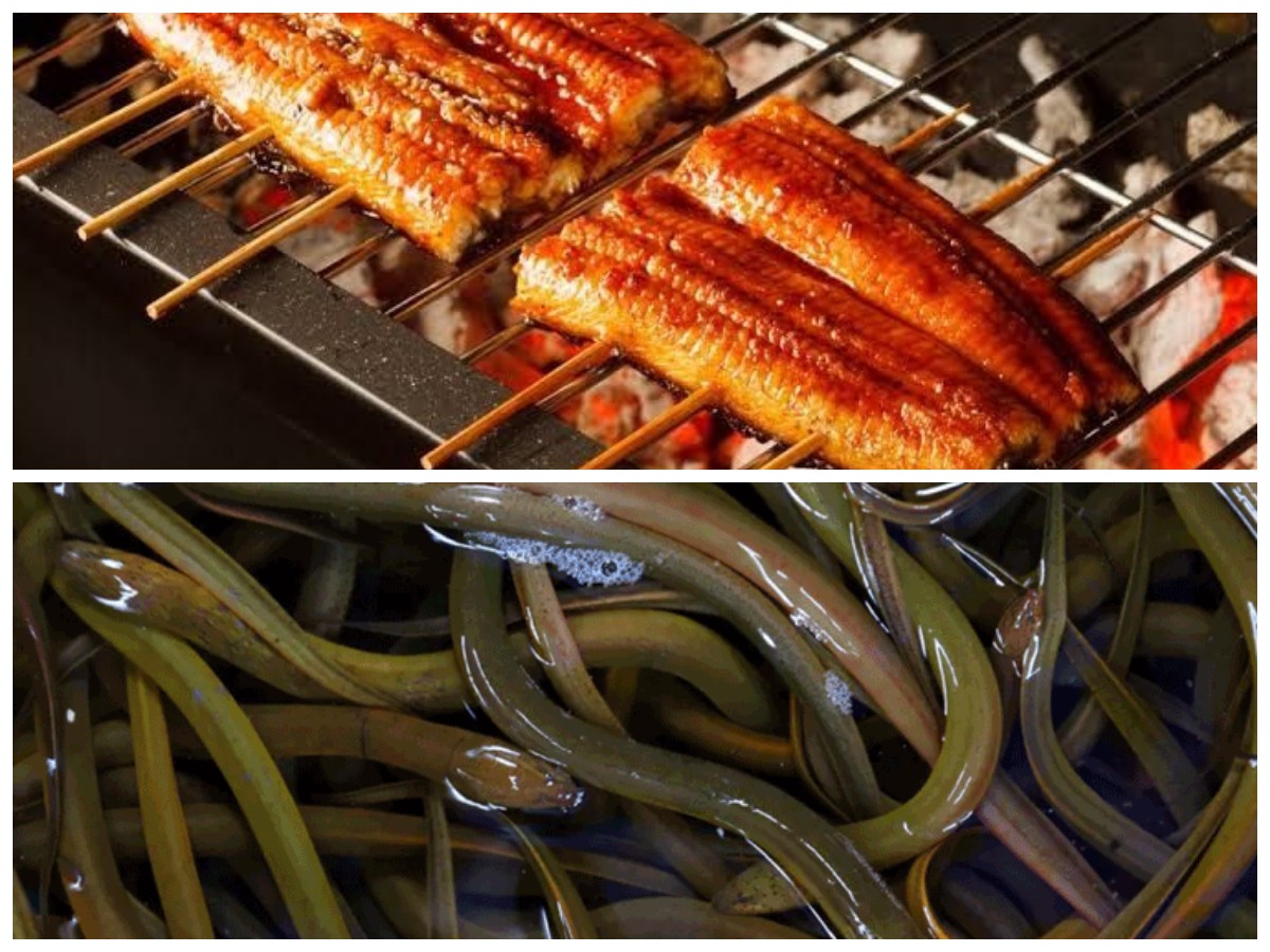 Belut Kaya Nutrisi, Simak Deretan Khasiatnya untuk Kesehatan Anda