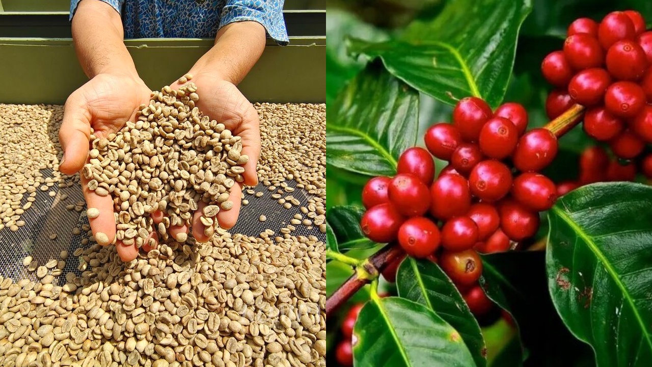 Apa Saja Jenis Kopi Robusta dari Sumatera Selatan? Temukan 5 Pilihan Terbaik di Sini!