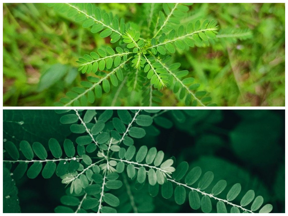 Daun Meniran dan 5 Manfaatnya untuk Menunjang Kesehatan Tubuh
