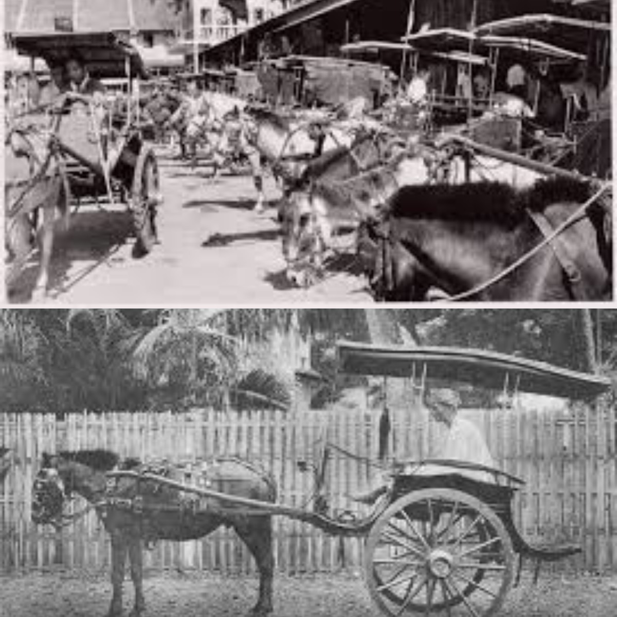 Yuk Kenang Kisah Tukang Sado, Jejak Transportasi Lama yang Pernah Ramai di Jalanan