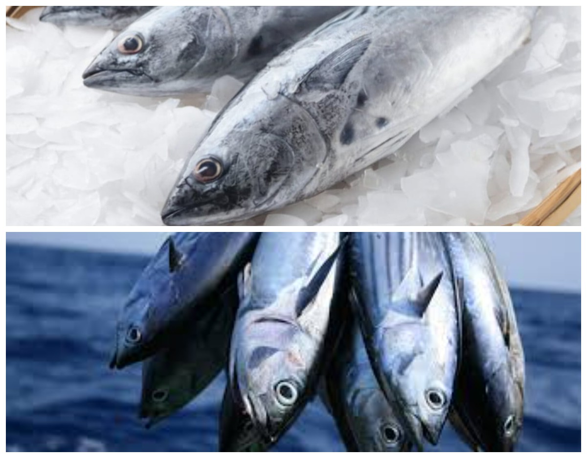  Menjaga Kesehatan Jantung: Manfaat dan Tips Mengonsumsi Ikan Tongkol secara Sehat