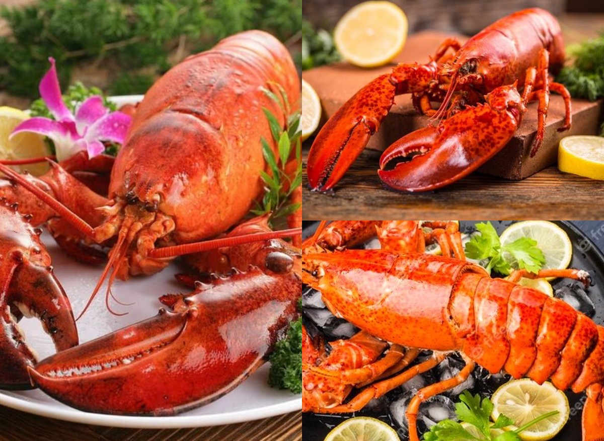 Konsumsi Lobster Banyak Manfaat untuk Kesehatan, selama Dikonsumsi Batasan yang Wajar!