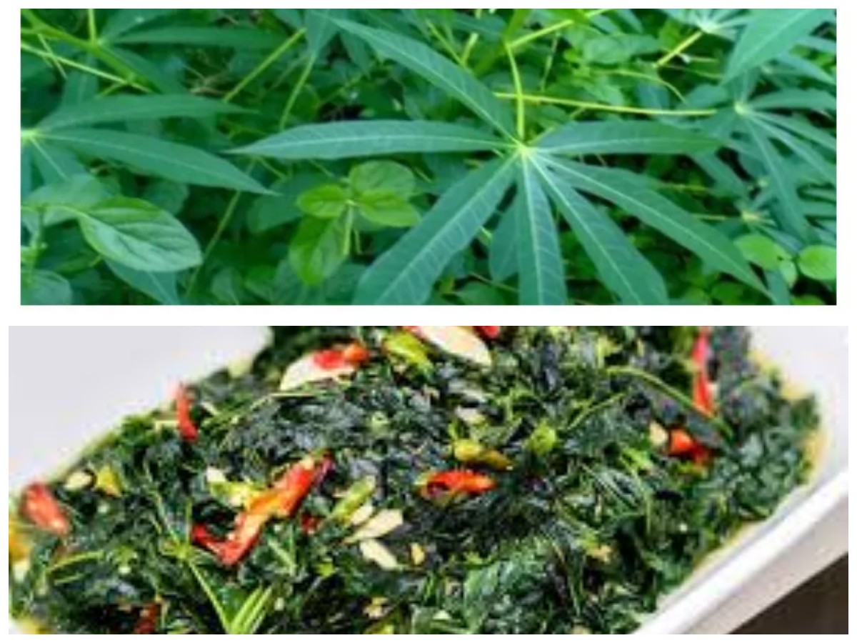 Rahasia Sehat Daun Singkong untuk Ibu Hamil Beserta Cara Mengolahnya