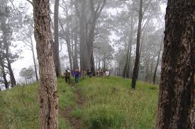 4 Hewan Ini Tak Terlihat Lagi, Kecuali Hanya Bisa Ditemukan di Gunung Rinjani