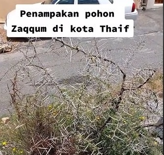 Viral! Tanaman Neraka Tumbuh di Kota Thaif, Simak Penjelasan dan Faktanya Disini