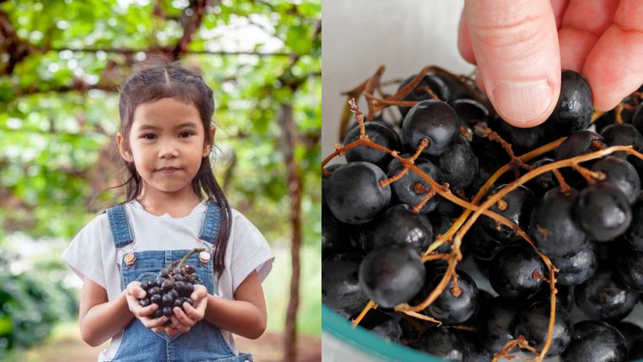 Manfaat Buah Anggur untuk Kesehatan Anak yang Perlu Diketahui Orang Tua!
