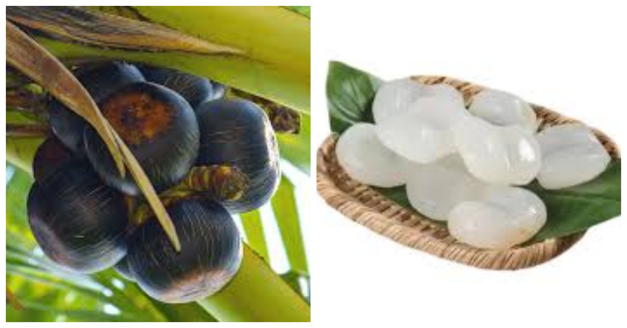 Buah Lontar, Pahami Gizi, Kegunaan, dan Cara Penyajiannya