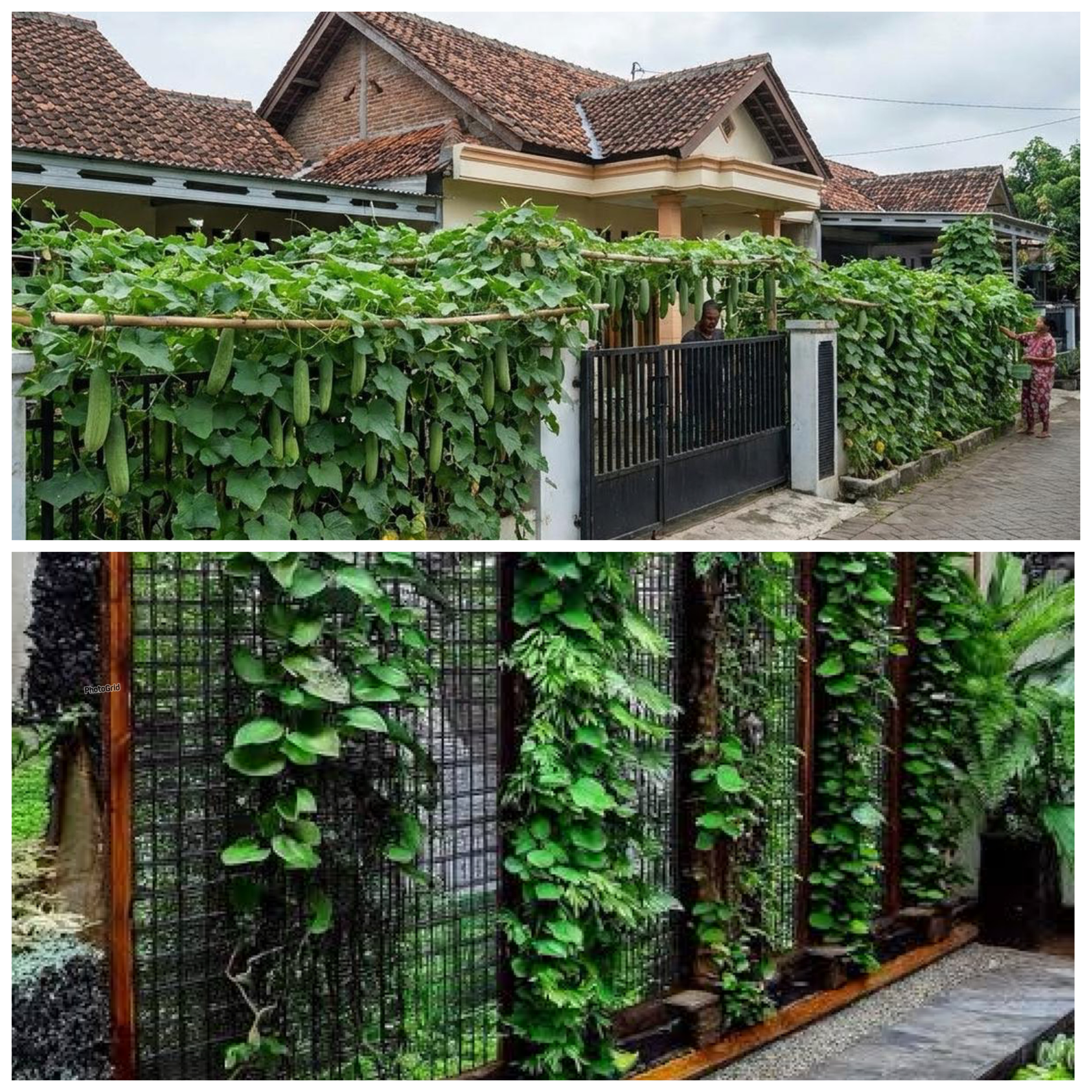 Pagar Rumah Jadi Kebun Produktif! 14 Sayur Merambat yang Mudah Ditanam dan Cepat Panen!