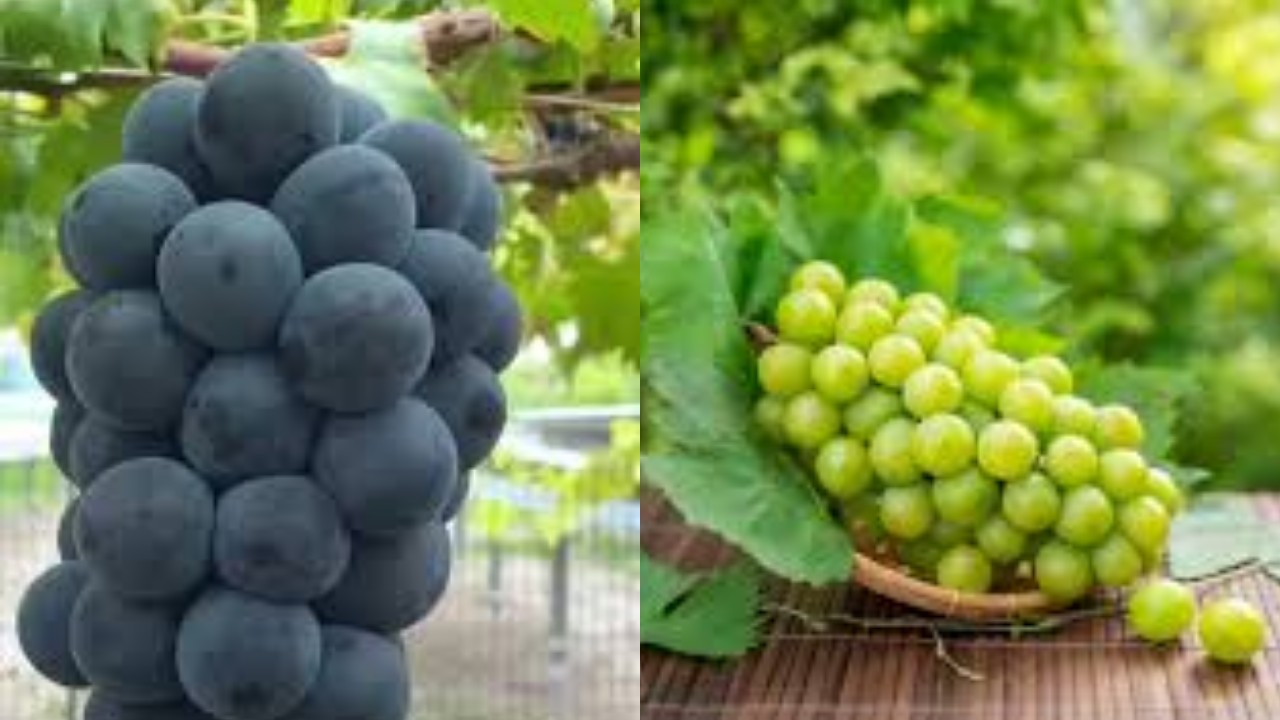 Kenapa Anggur Muscat Harganya Mahal? Ini Asal, Manfaat, dan Cara Menanamnya ?